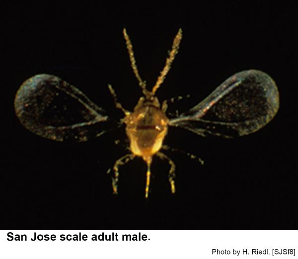 Males of San Jose scales are tiny and gnat-like.